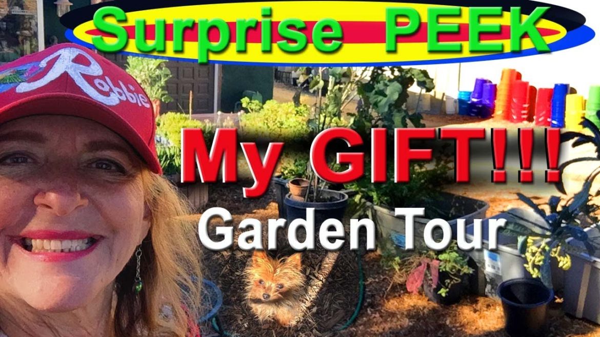 Growing Winter Vegetables Kale Collard Lettuce Peppers & Tomatoes Container Gardening Micro-climate Growing Winter Vegetables Kale Collard Lettuce Peppers & Tomatoes Container Gardening Micro-climate