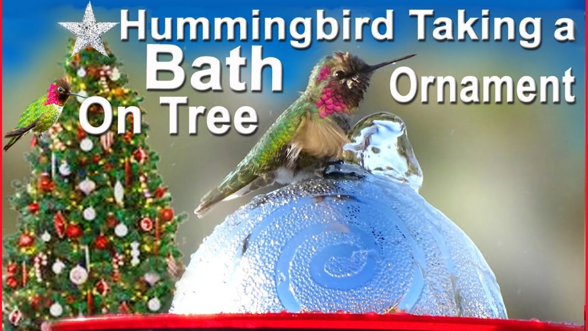 How To Make Hummingbird ENDLESS Water Fountain Ornament Birdbath EASY Solar Powered TOTALLY PORTABLE How To Make Hummingbird ENDLESS Water Fountain Ornament Birdbath EASY Solar Powered TOTALLY PORTABLE