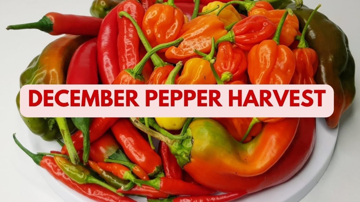 🤔What is your garden giving back to you this winter? #shorts 🤔What is your garden giving back to you this winter? #shorts