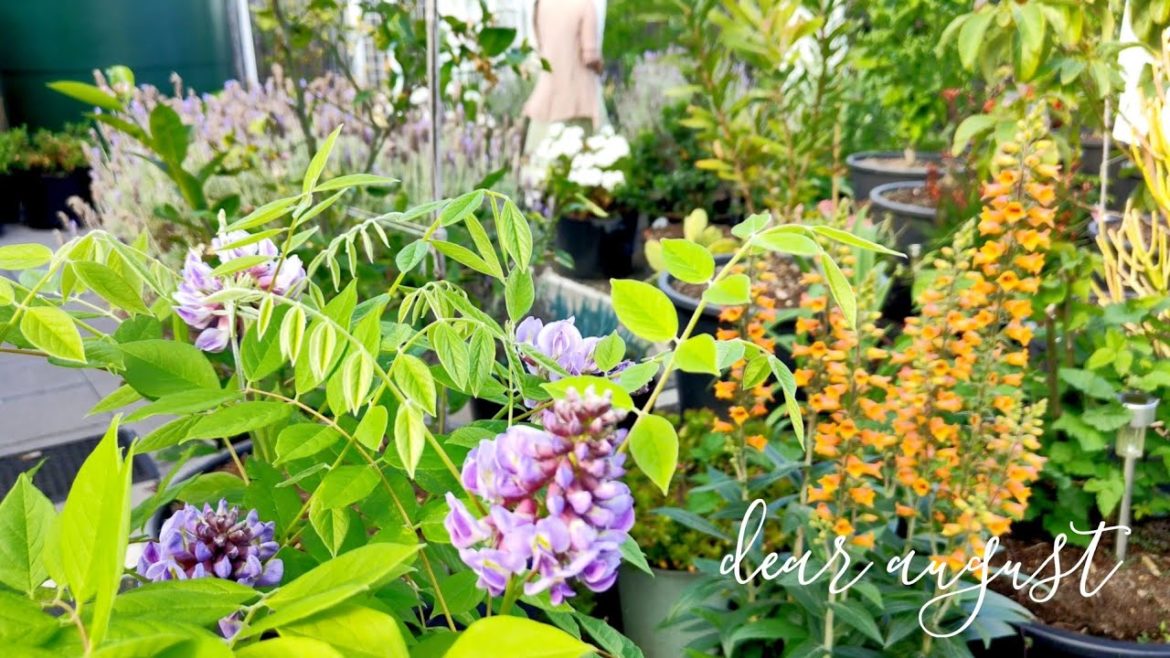 Last Weeks of Spring | My Spring Garden | Healthy Lunch Prep ~ Pork and Fave Vegetable Stir-fry