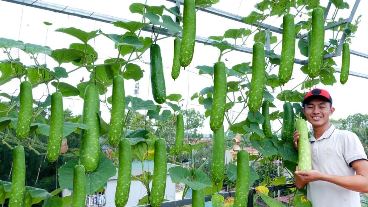 Tips for Growing Organic Bottle Gourd in plastic bottles at Home for many fruits