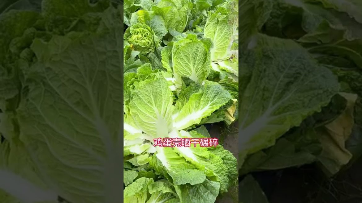 House and garden diy| Vegetable