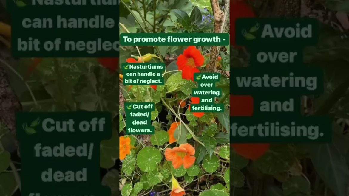 Nasturtium Flower Tips