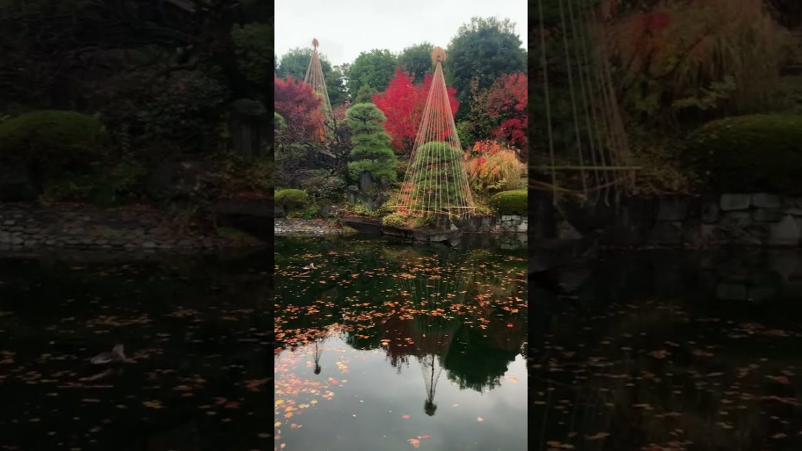NaturePhotography】📷Autumn leaves🍁Japanese garden 目白庭園の紅葉【FUJIFILM X-T30 #shorts
