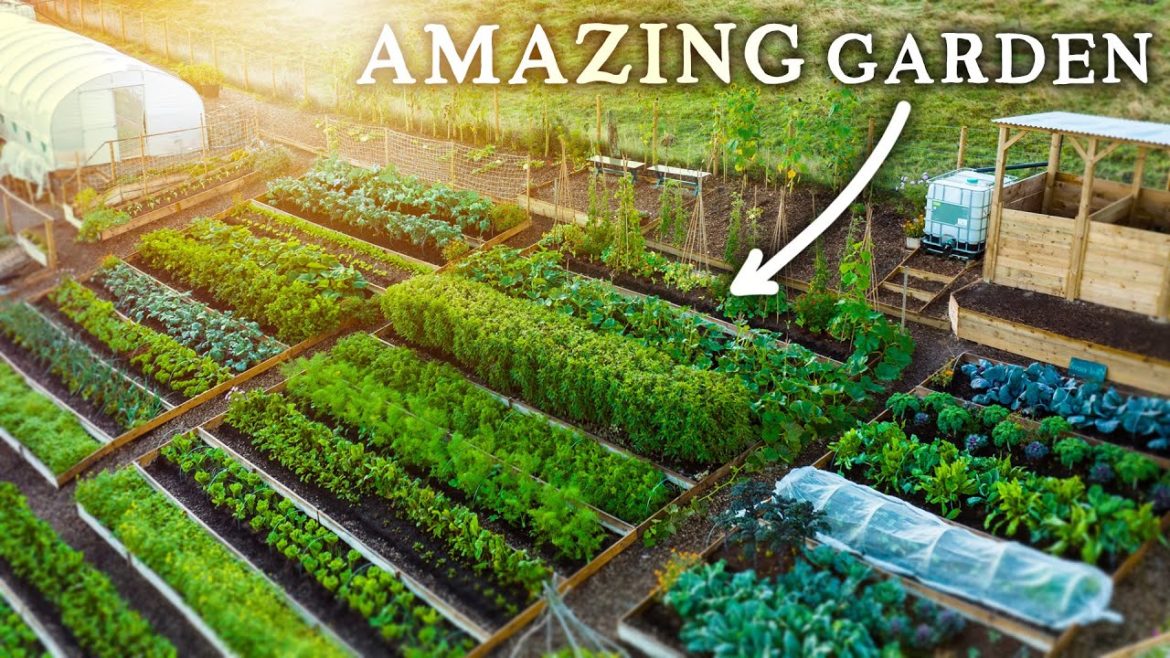 Huw Richards: Spectacular NO DIG Garden Growing Food Abundance on a Hill! Spectacular NO DIG Garden Growing Food Abundance on a Hill!