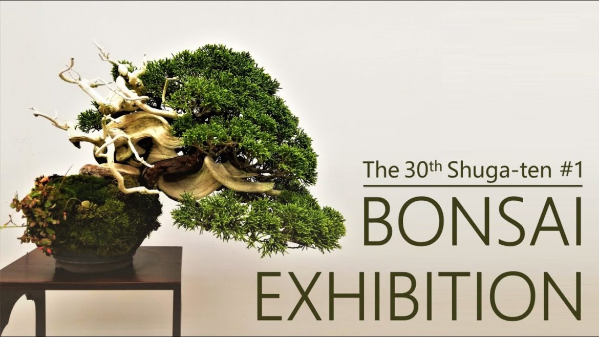 Perfect looks and great technique| The 30th Shuga-ten| BONSAI EXHIBITION