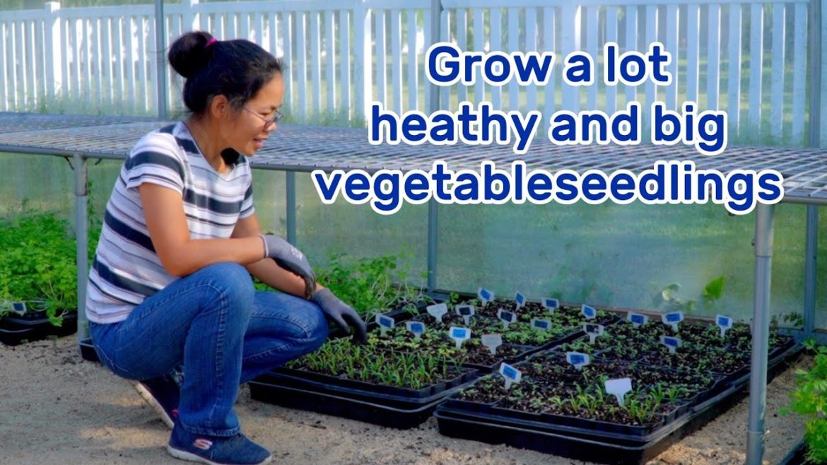 EP 10 Grow a lot of healthy and big vegetable seedlings, here are some useful tips