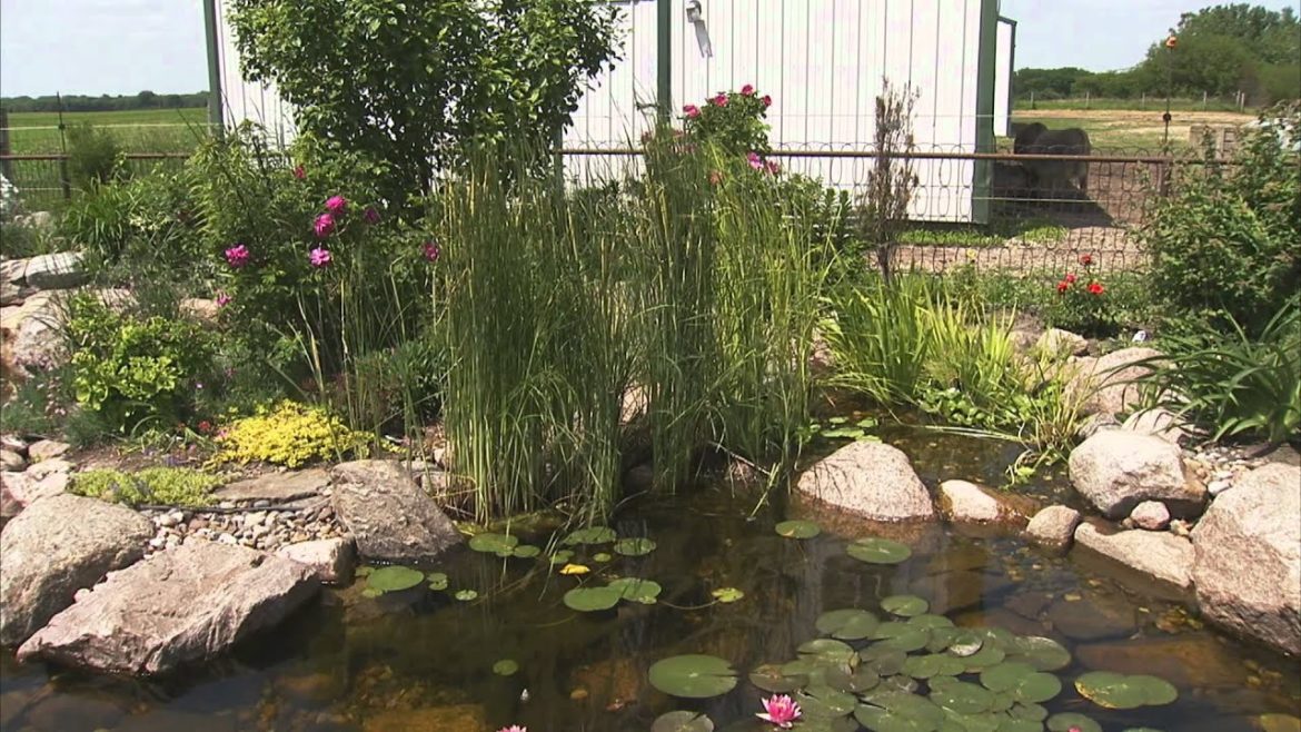 Gardening Tips: Best Plants for a Water Garden
