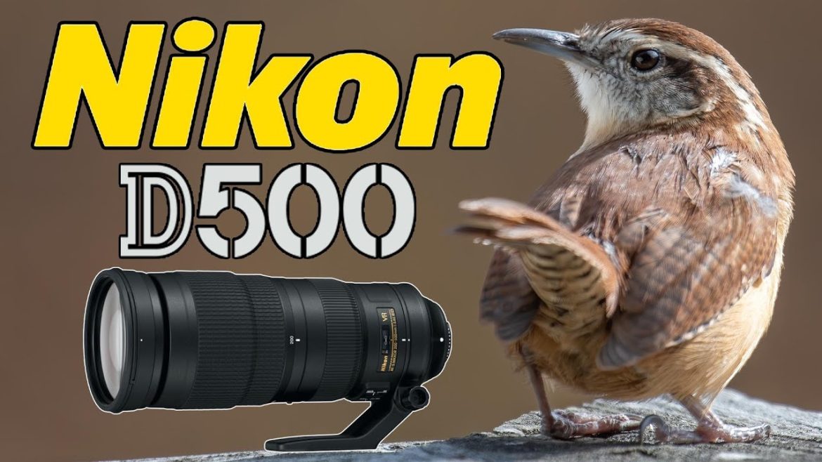 Nikon D500 Backyard Bird Photography with the 200-500 Lens! Nikon D500 Backyard Bird Photography with the 200-500 Lens!