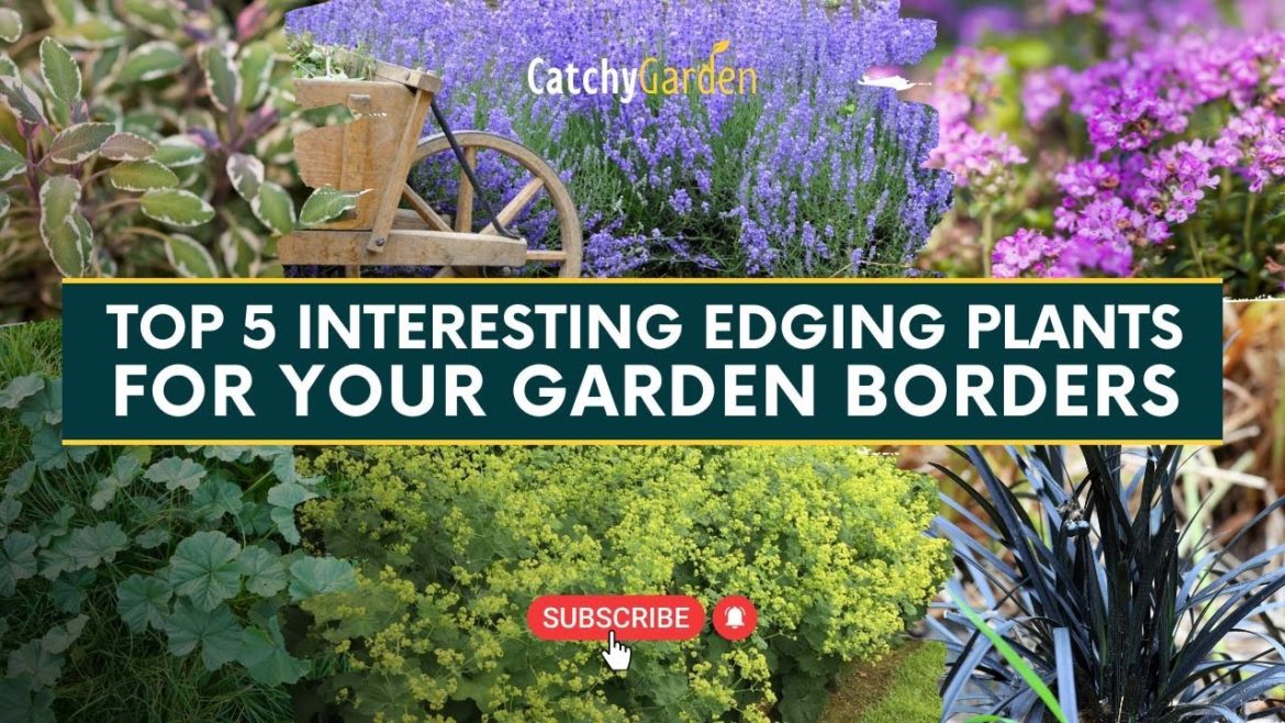 Top 5 Interesting Edging Plants For Your Garden Borders πΈπ± // Gardening Tips Top 5 Interesting Edging Plants For Your Garden Borders πΈπ± // Gardening Tips