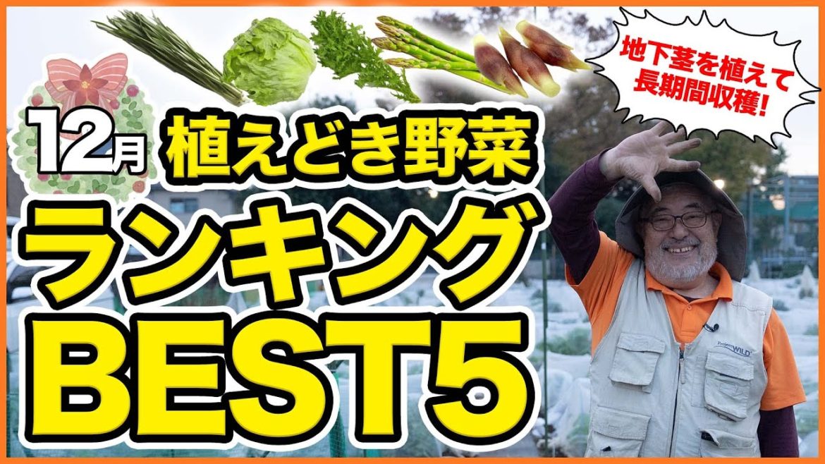 家庭菜園や農園栽培で1度は育ててみたい!12月植え付けおすすめ野菜ランキングBEST5!【農園ライフ】/ Top 5 Planted Vegetables for November Ranking. 家庭菜園や農園栽培で1度は育ててみたい!12月植え付けおすすめ野菜ランキングBEST5!【農園ライフ】/ Top 5 Planted Vegetables for November Ranking.