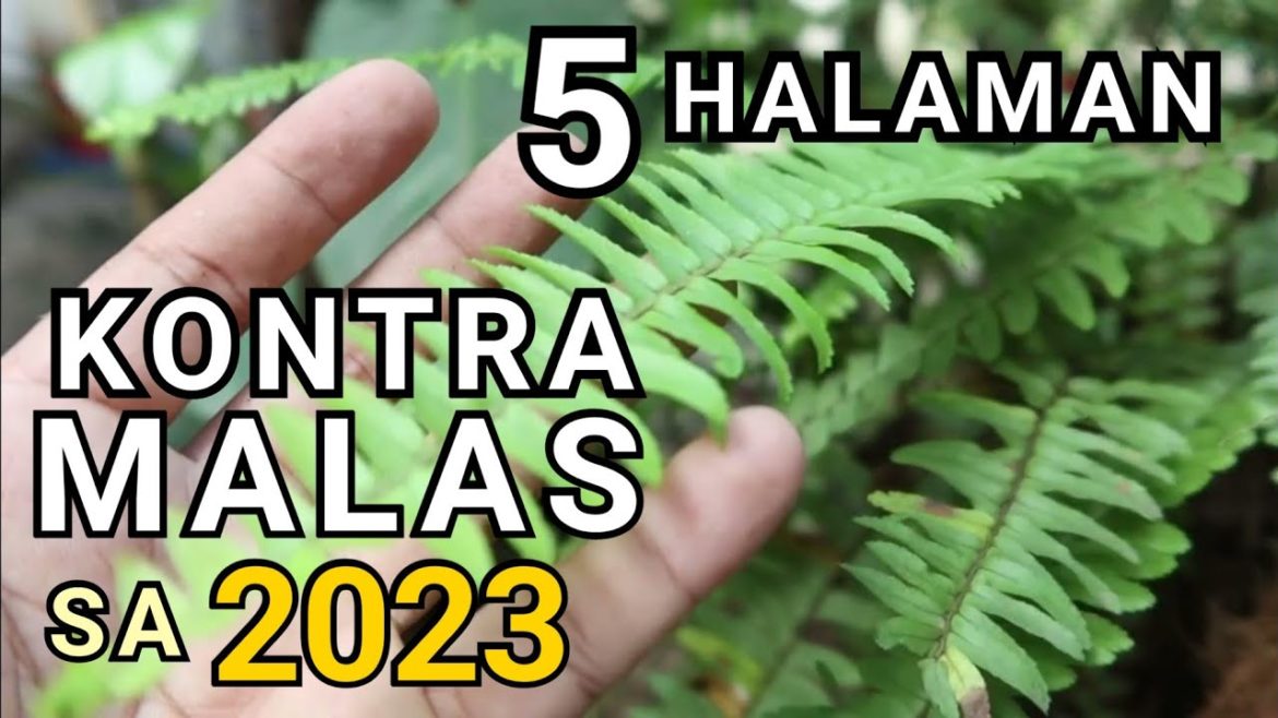 5 PLANTS THAT FIGHTS & ABSORB NEGATIVE ENERGY AT HOME FOR 2023 | KONTRA MALAS