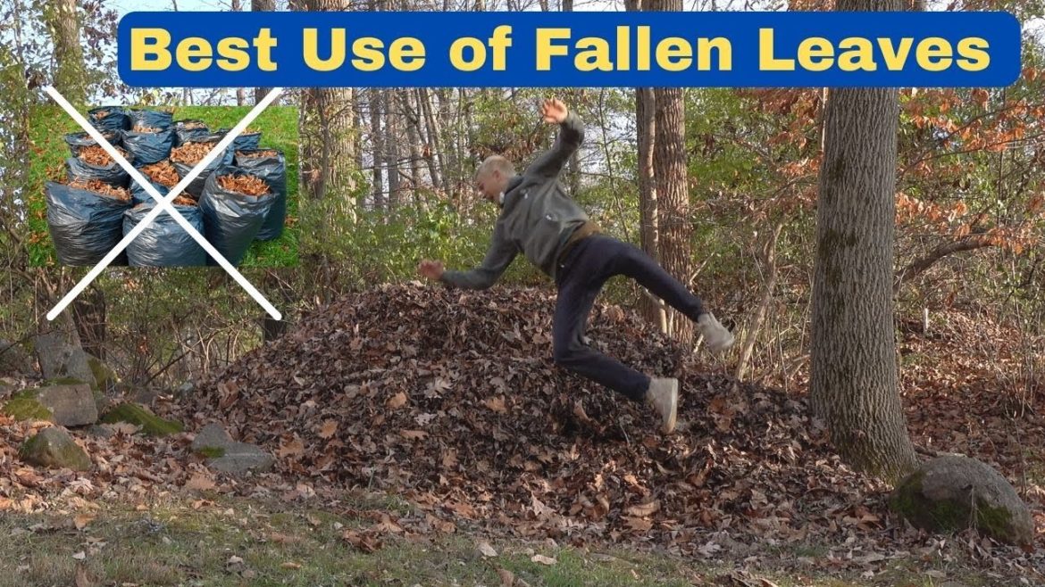 How to Make LEAF MOLD – What to do with your Fallen Leaves – Improve Poor Soil for Free How to Make LEAF MOLD - What to do with your Fallen Leaves - Improve Poor Soil for Free