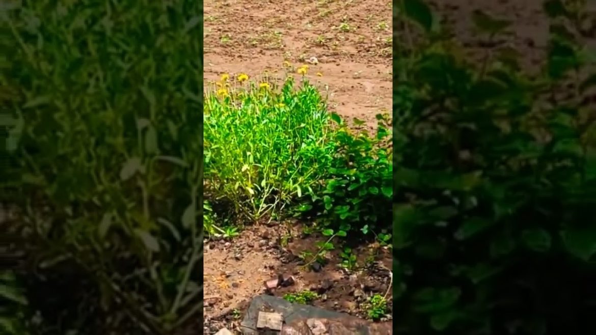 A rainy day in my garden#gardening for beginners A rainy day in my garden#gardening for beginners