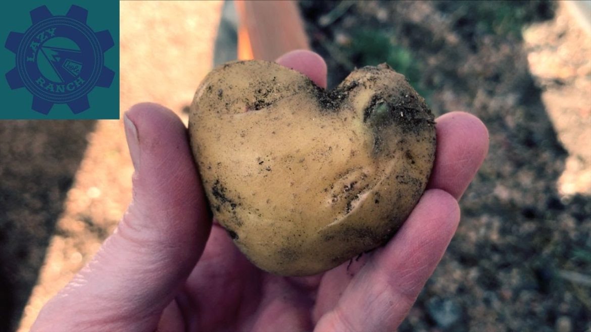How To Grow Potatoes For A Quick Easy Harvest