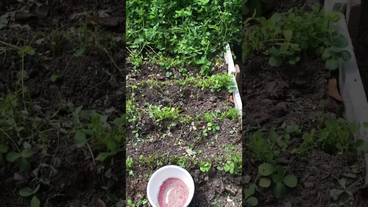 #shorts Alfalfa the”superfood” of the future! Juicers already know this. In a salad near you soon!