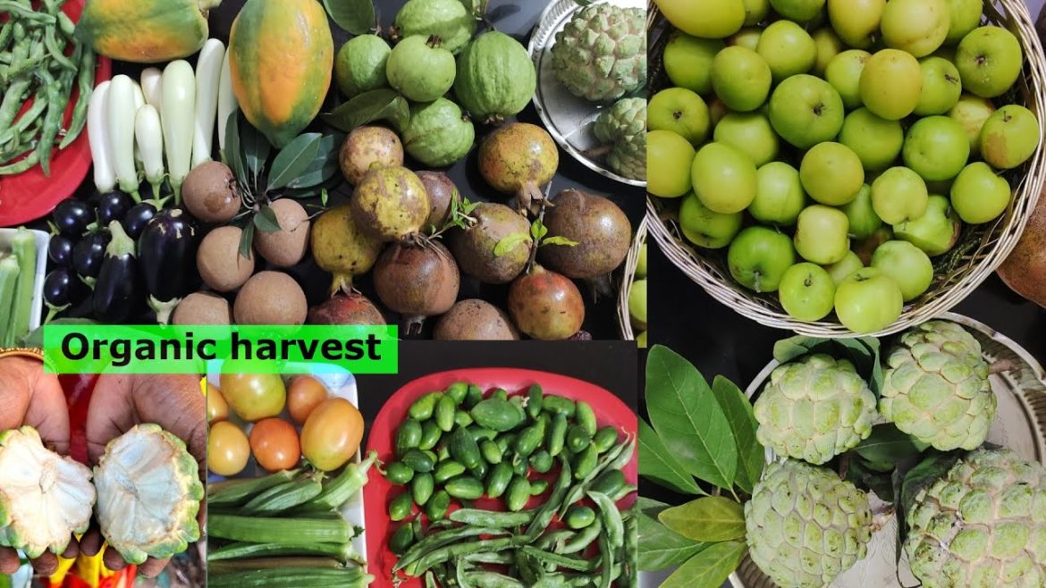 Fruits&vegetables harvest #terracegarden#gardening #organic #fruit #vegetables #harvest Fruits&vegetables harvest #terracegarden#gardening #organic #fruit #vegetables #harvest