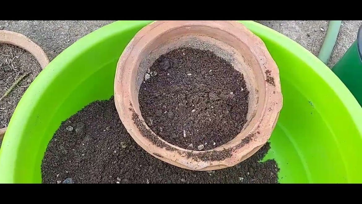 Repotting of Succulents, Haworthia in terrace garden #Tips on potting media of Succulents