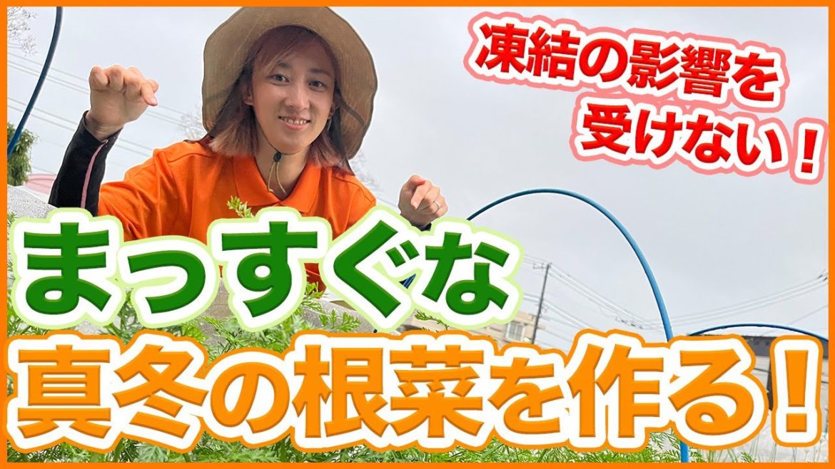 家庭菜園や農園の冬野菜栽培で大根や人参等の根菜を真っすぐ育てる！凍結被害を受けない育て方を徹底解説！【農園ライフ】/Tips for growing root vegetables in winter