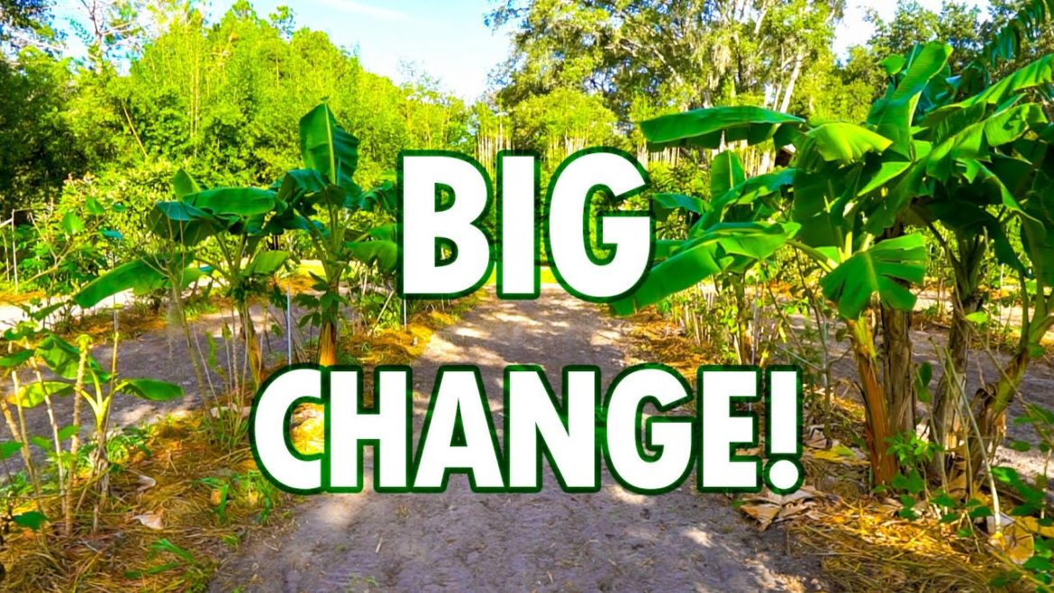 We Never Expected to Do this! New Plans for Syntropic System @ Sandhill Farm! We Never Expected to Do this! New Plans for Syntropic System @ Sandhill Farm!
