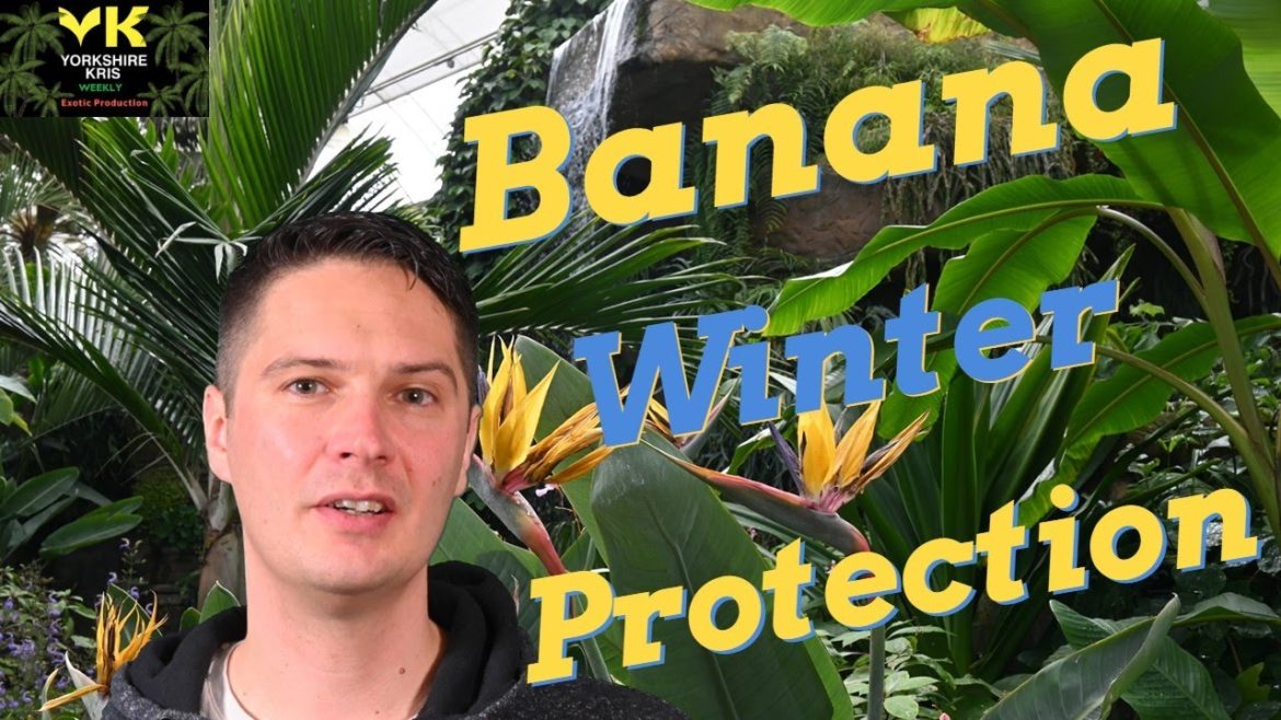 How to protect banana plants over winter MUSA BASJOO