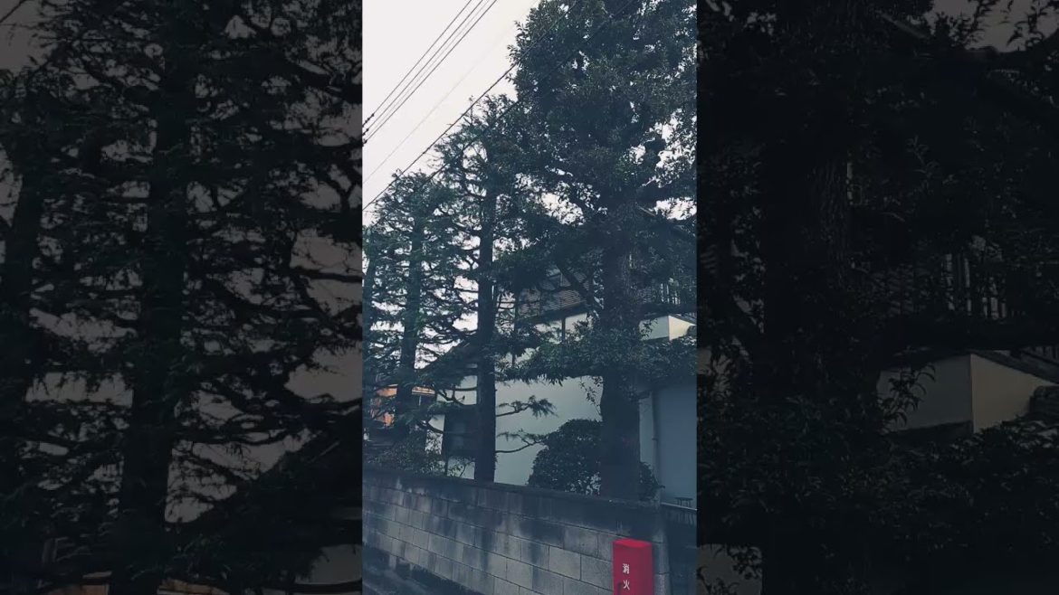 Japanese farmers house Japanese farmers house