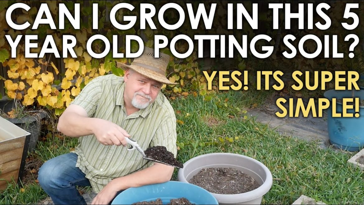 Can I Grow in 5 YEAR OLD Potting Soil? || Black Gumbo Can I Grow in 5 YEAR OLD Potting Soil? || Black Gumbo