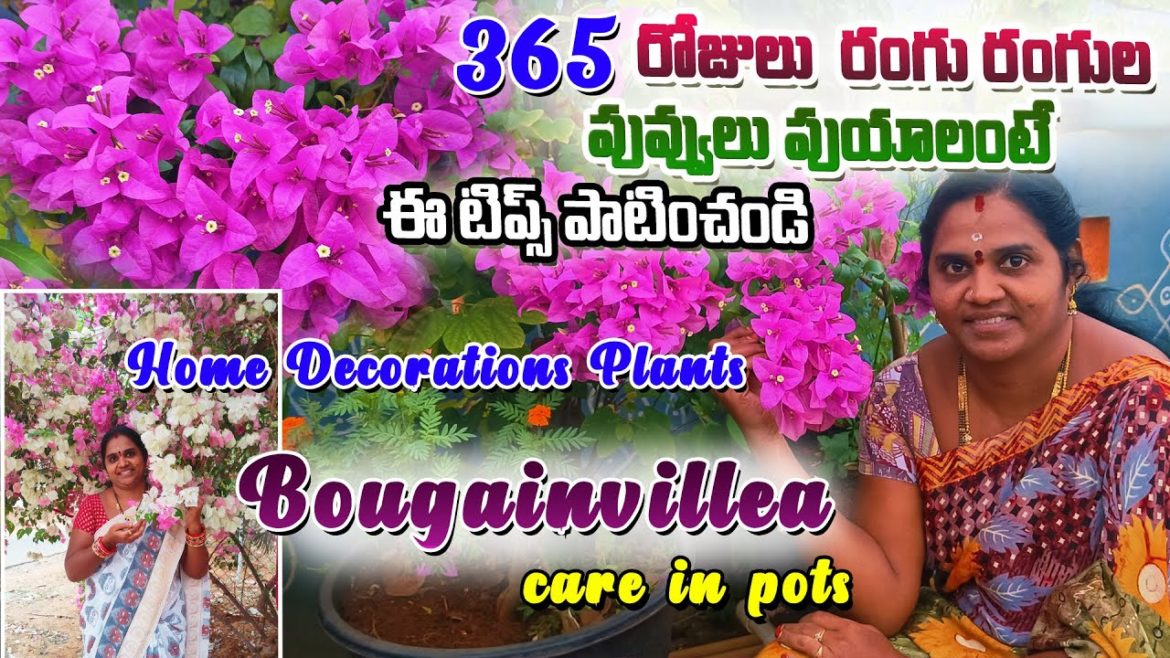 ఈ మొక్కలకి 365 పువ్వులు పులయాలంటే ఈ టిప్స్ పాటించండి | Bouganvillea Care & tips |ACH Gardening Vlogs ఈ మొక్కలకి 365 పువ్వులు పులయాలంటే ఈ టిప్స్ పాటించండి | Bouganvillea Care & tips |ACH Gardening Vlogs