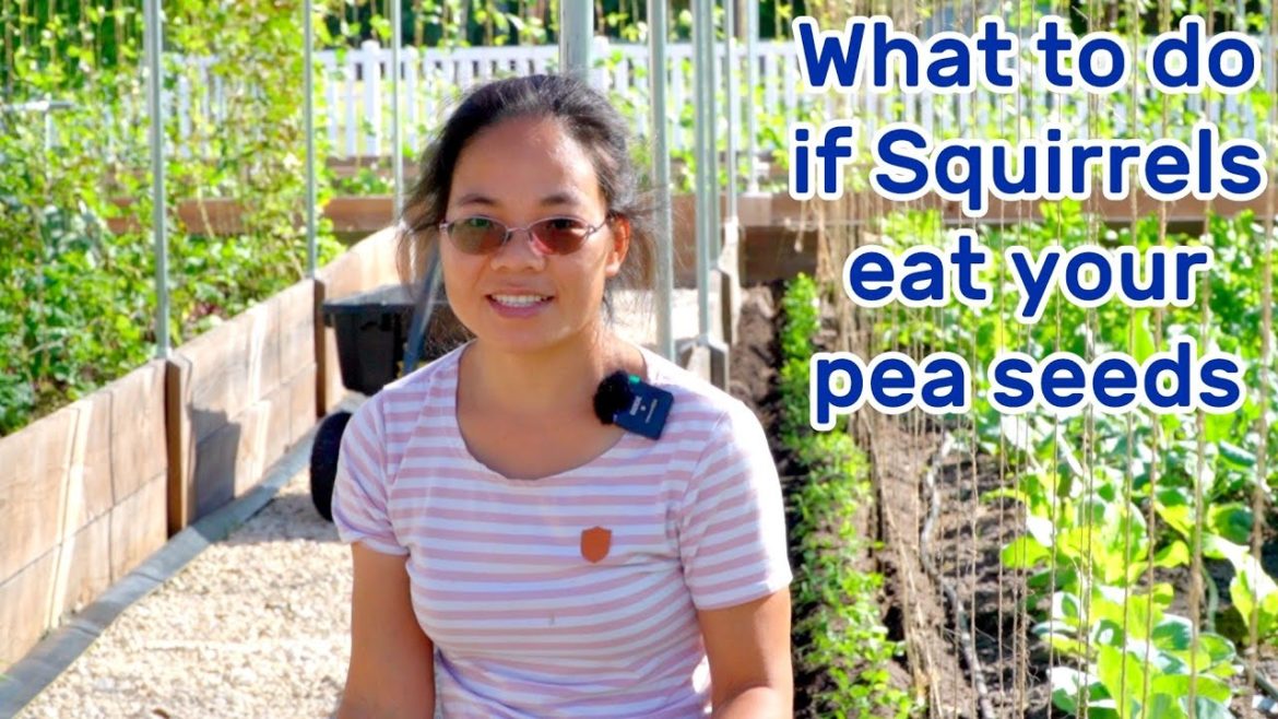 EP 13 Squirrels dig my pea/bean seeds out of my garden, see how I avoid that. EP 13 Squirrels dig my pea/bean seeds out of my garden, see how I avoid that.
