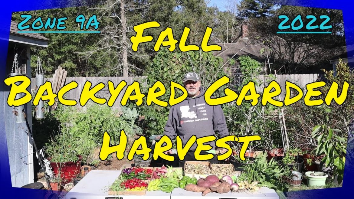 Fall Backyard Garden Harvest 2022
