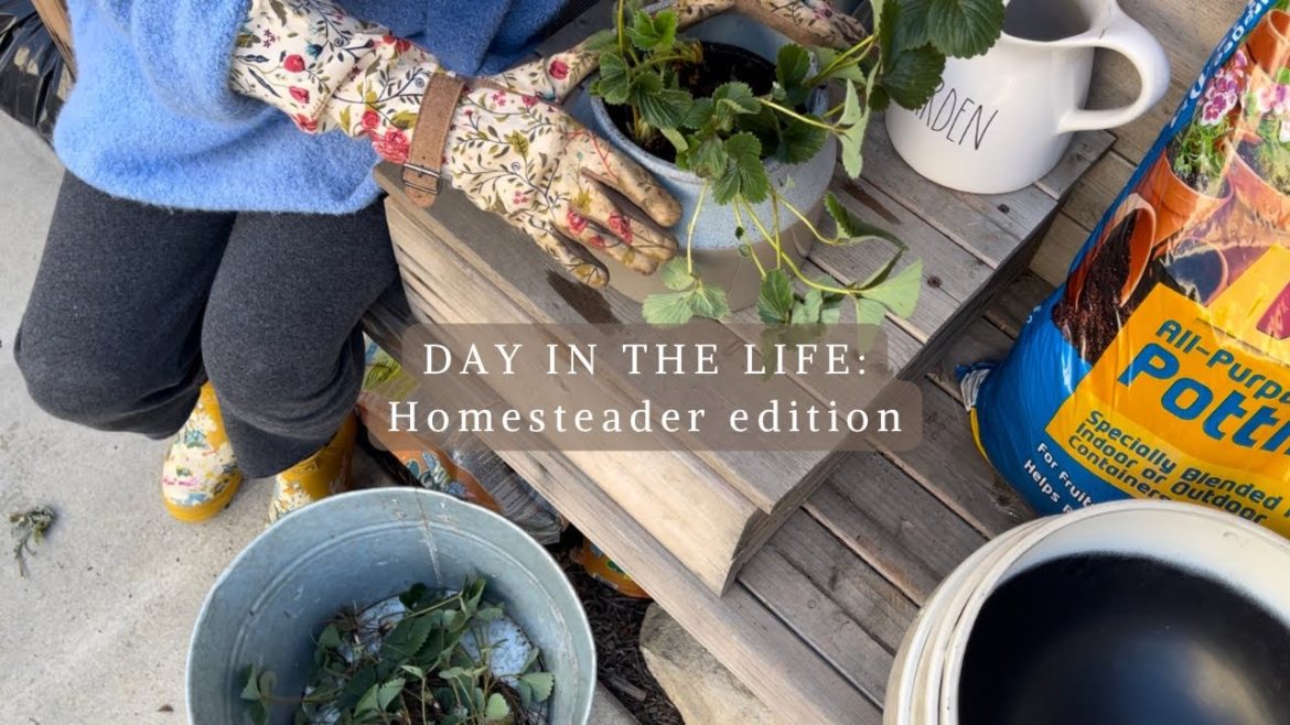DAY IN THE LIFE OF A HOMESTEADER | NOVEMBER GARDEN VLOG | PLANTING STRAWBERRY HANGING BASKETS DAY IN THE LIFE OF A HOMESTEADER | NOVEMBER GARDEN VLOG | PLANTING STRAWBERRY HANGING BASKETS
