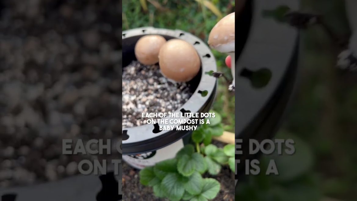 Growing and harvesting homegrown button mushrooms | Diary of a Yorkshire Gardener #mushroomgrowing Growing and harvesting homegrown button mushrooms | Diary of a Yorkshire Gardener #mushroomgrowing