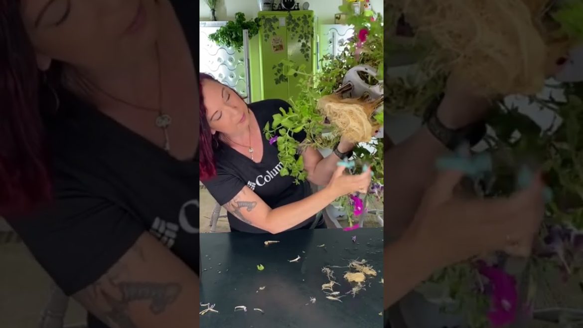 Indoor Gardening Tips 🌱#shorts Indoor Gardening Tips 🌱#shorts