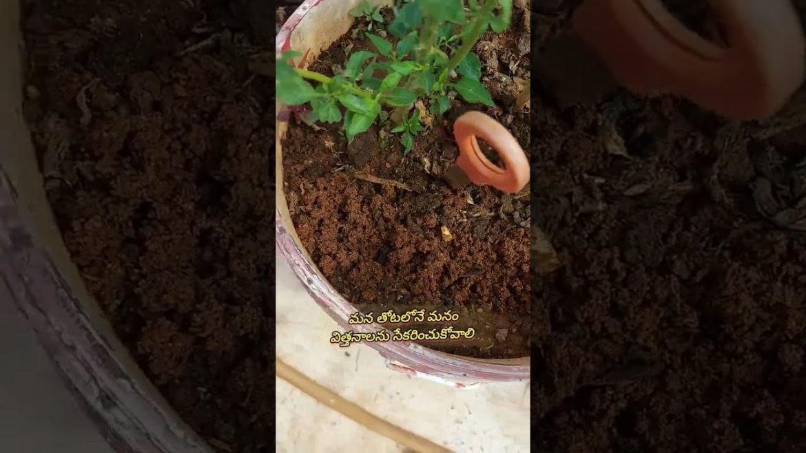 #collect vegetable seeds our garden