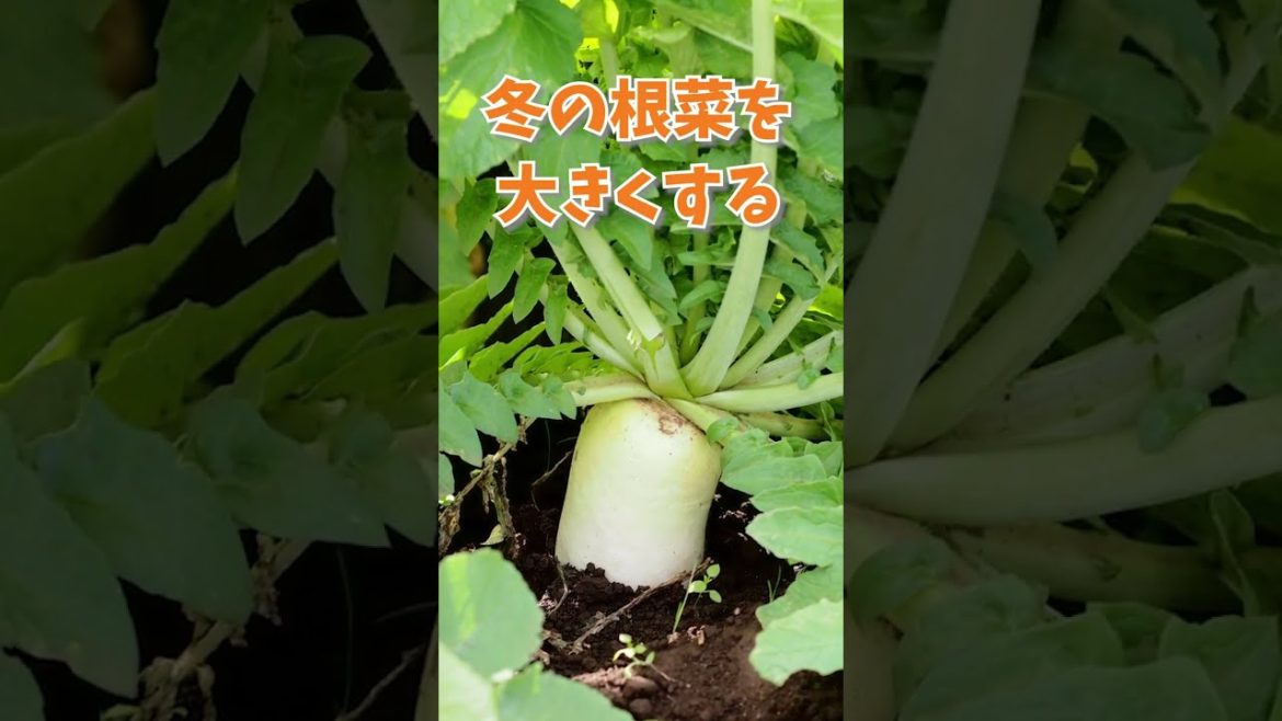 家庭菜園や農園の大根栽培で冬に大根を大きく育てるコツ! #shorts /Tips for growing radishes in December. 家庭菜園や農園の大根栽培で冬に大根を大きく育てるコツ! #shorts /Tips for growing radishes in December.
