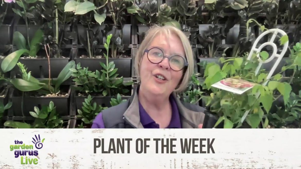 NOW || THE GARDEN GURUS LIVE NOW || THE GARDEN GURUS LIVE