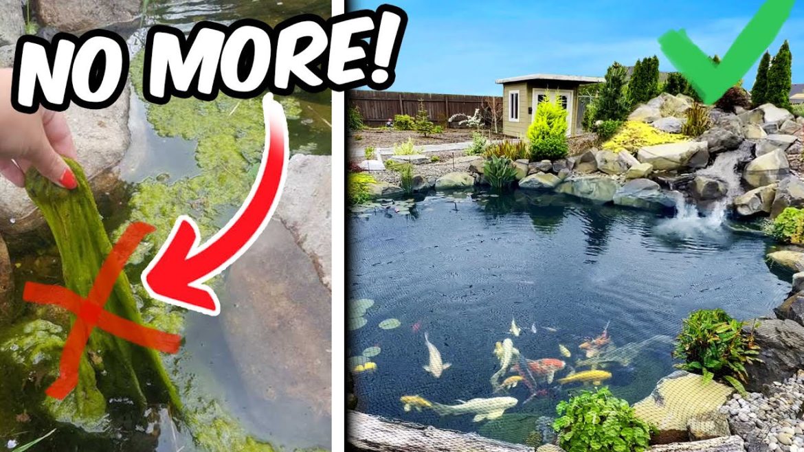 Keep KOI LIFE SAFE. KOI POND with Heron and Algae problem Keep KOI LIFE SAFE. KOI POND with Heron and Algae problem