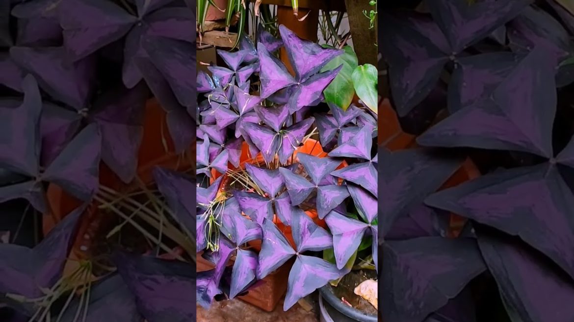 #shorts False shamrock – Oxalis triangularis , indoor plant #shorts False shamrock - Oxalis triangularis , indoor plant