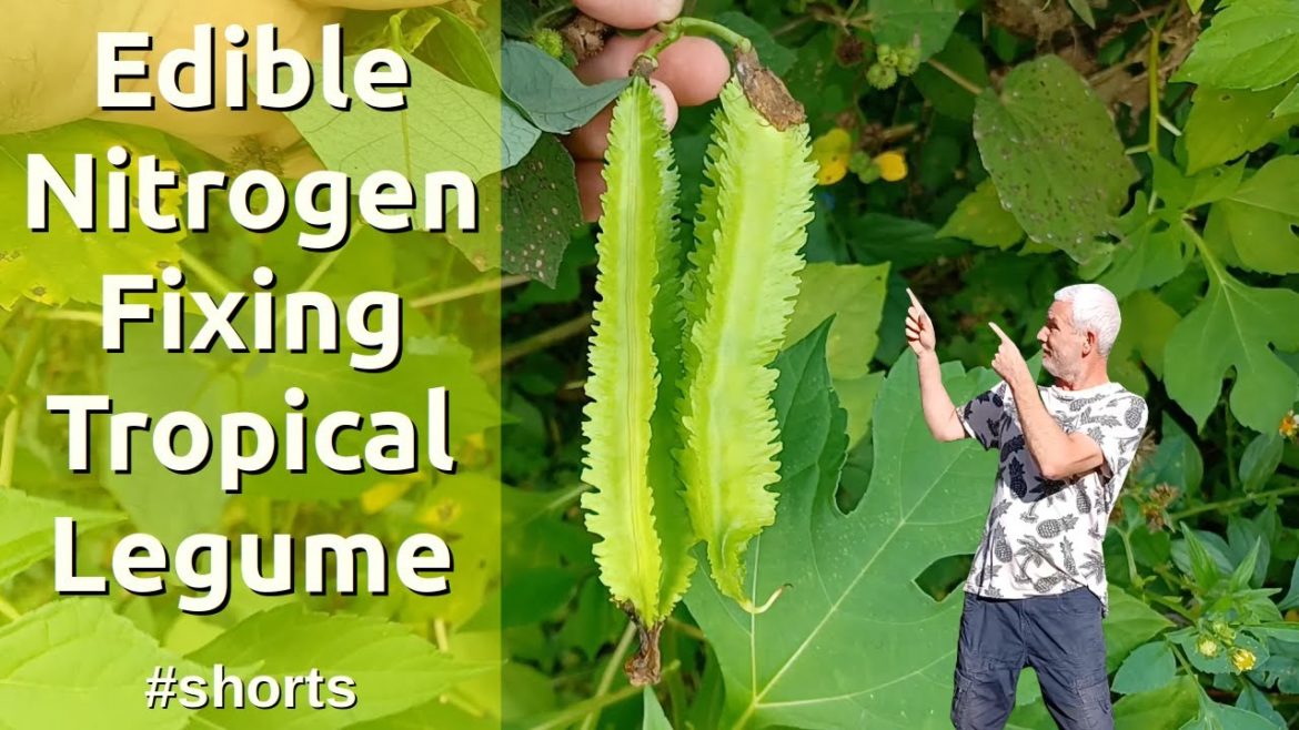 Asian Winged Bean Useful and Beneficial Food Forest Plant #shorts