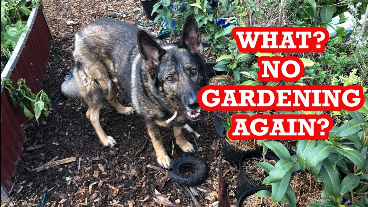 The gardener turned DJ for a day. The gardener turned DJ for a day.