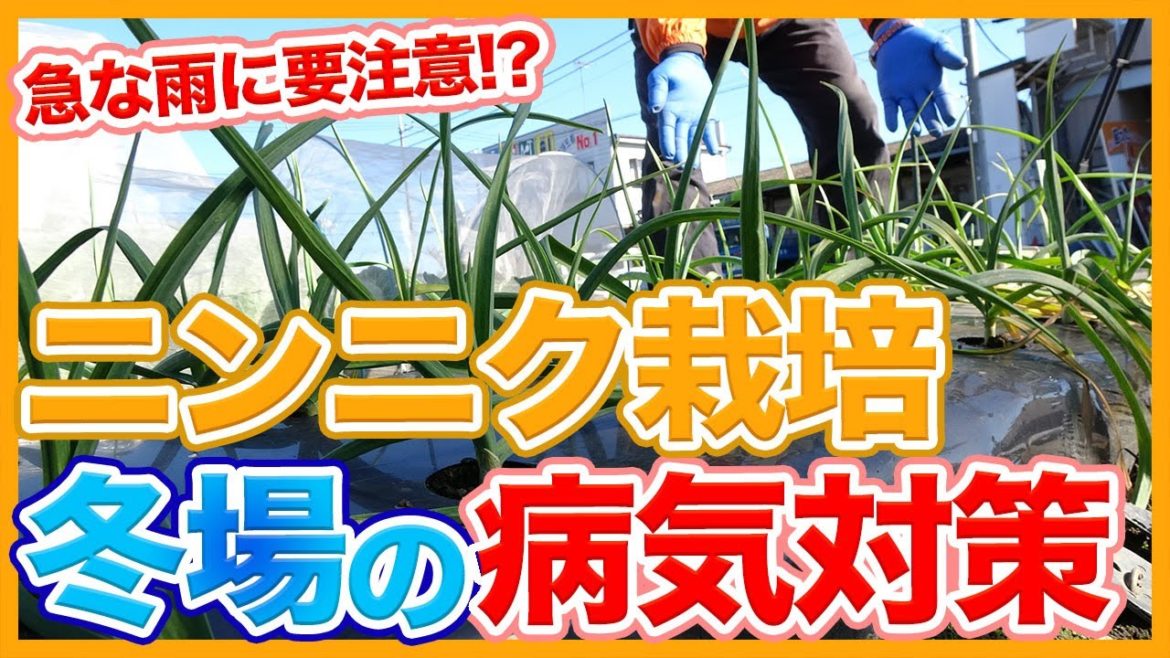 家庭菜園や農園のニンニク栽培で冬は急な雨に要注意！？冬のニンニク病気対策を徹底解説！【農家直伝】/Garlic cultivation tips to prevent winter diseases.