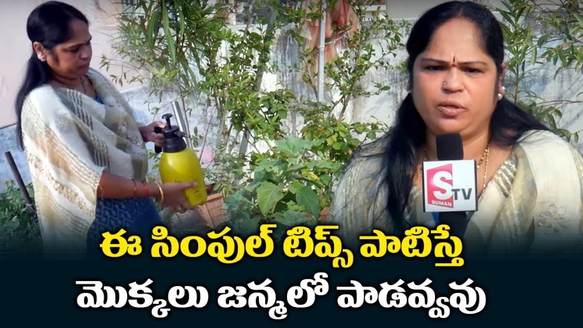 Terrace Garden Maintenance Tips in Telugu || Tips for Beginners || SumanTV Tree