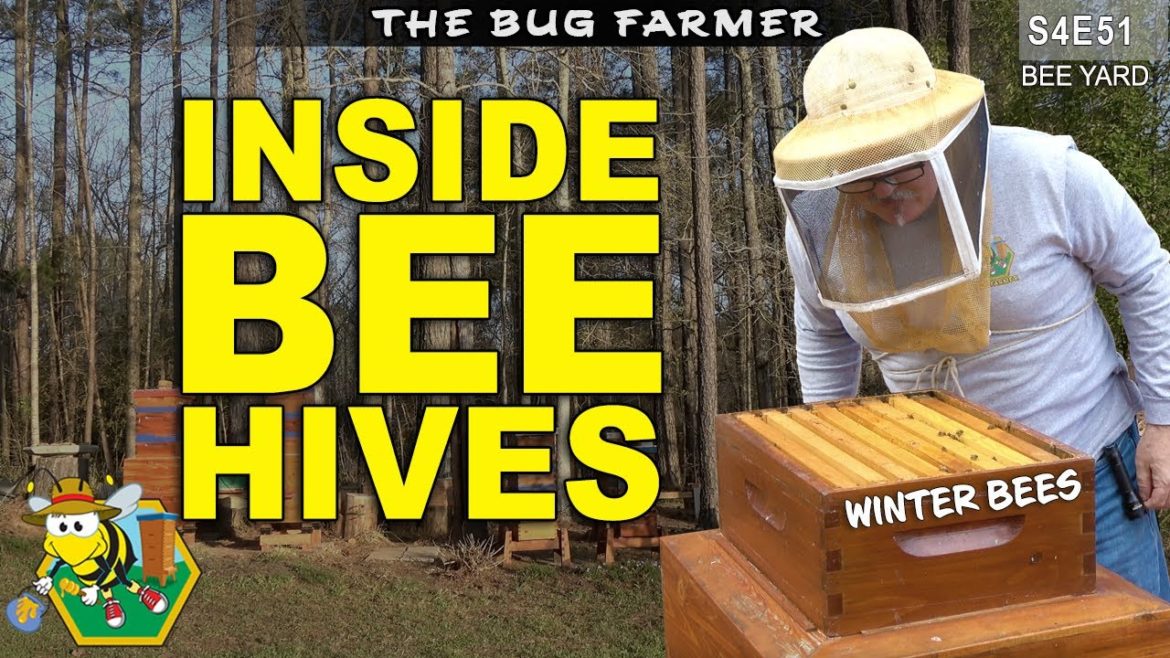 Winter Queen Hunt | Checking Bee Barns for health and stores.  #beekeeping #insects