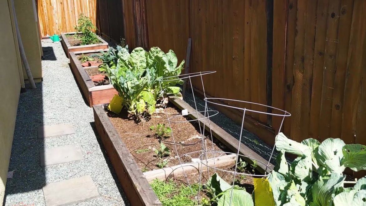 My Backyard Garden Tour | Gardening Raised Beds My Backyard Garden Tour | Gardening Raised Beds