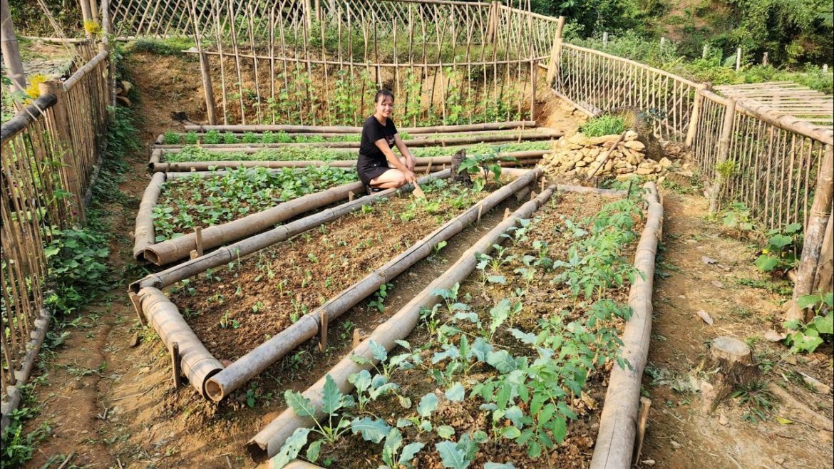 Work every day on the farm.  Weeding and fertilizing the vegetable garden|Trieu Thi Hoa Ep.55