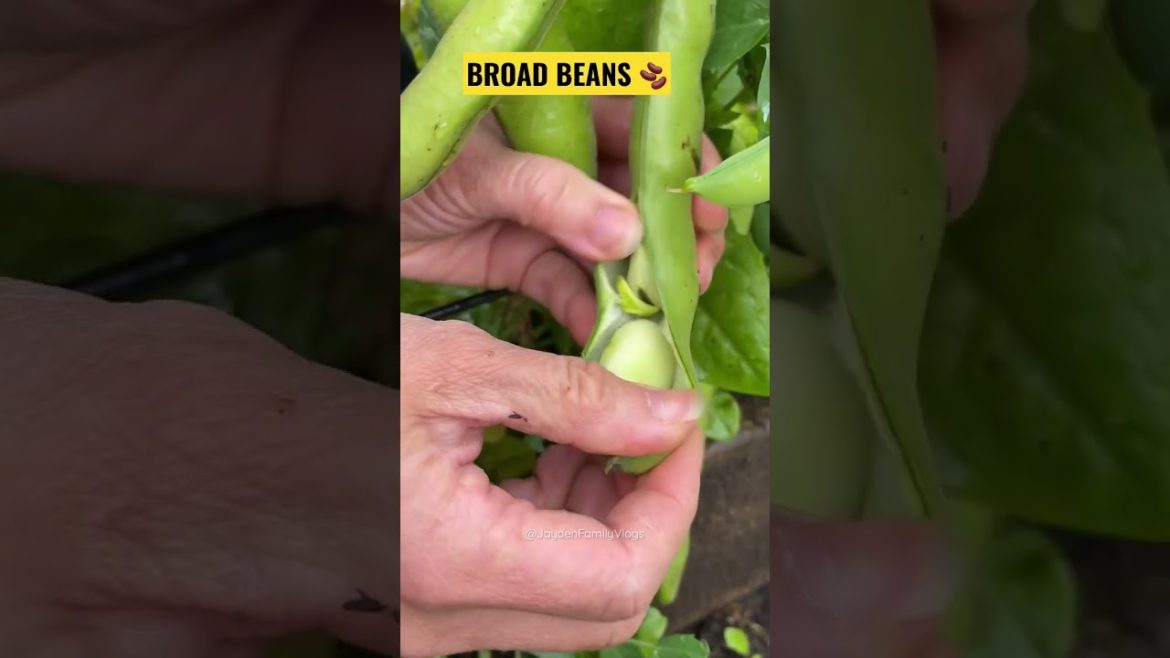 Giant FAVA BEANS 🫘 #shorts #youtubeshorts #food #satisfying #fruitcutting