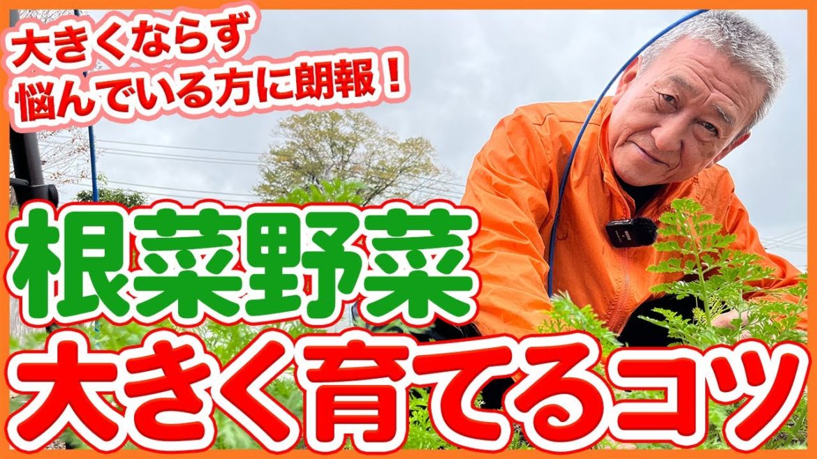 家庭菜園や農園の根菜野菜栽培が大きくならない方必見!根菜を大きく育てるコツを徹底解説!/Tips for Growing Root Vegetables from a Japanese Farmer. 家庭菜園や農園の根菜野菜栽培が大きくならない方必見!根菜を大きく育てるコツを徹底解説!/Tips for Growing Root Vegetables from a Japanese Farmer.