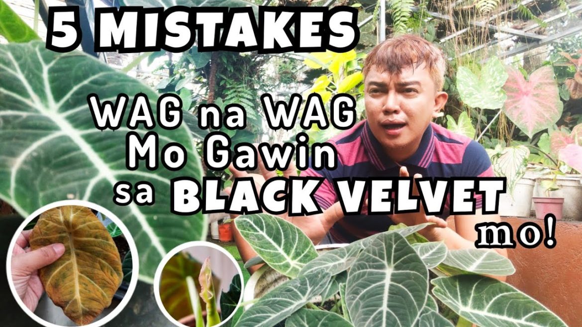 5 MISTAKES IN GROWING ALOCASIA BLACK VELVET | AVOID DOING THESE TO YOUR PLANTS 5 MISTAKES IN GROWING ALOCASIA BLACK VELVET | AVOID DOING THESE TO YOUR PLANTS