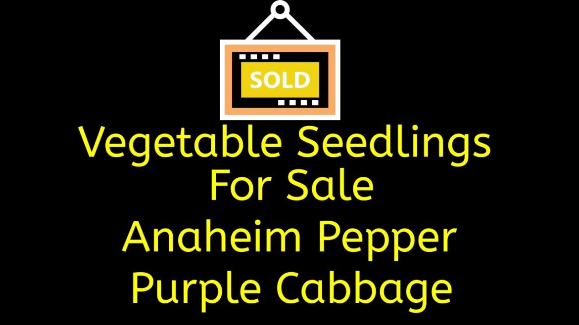 Sold - Anaheim Pepper & Purple Cabbage Seedlings For Sale #gardening #kitchengardening #seeds