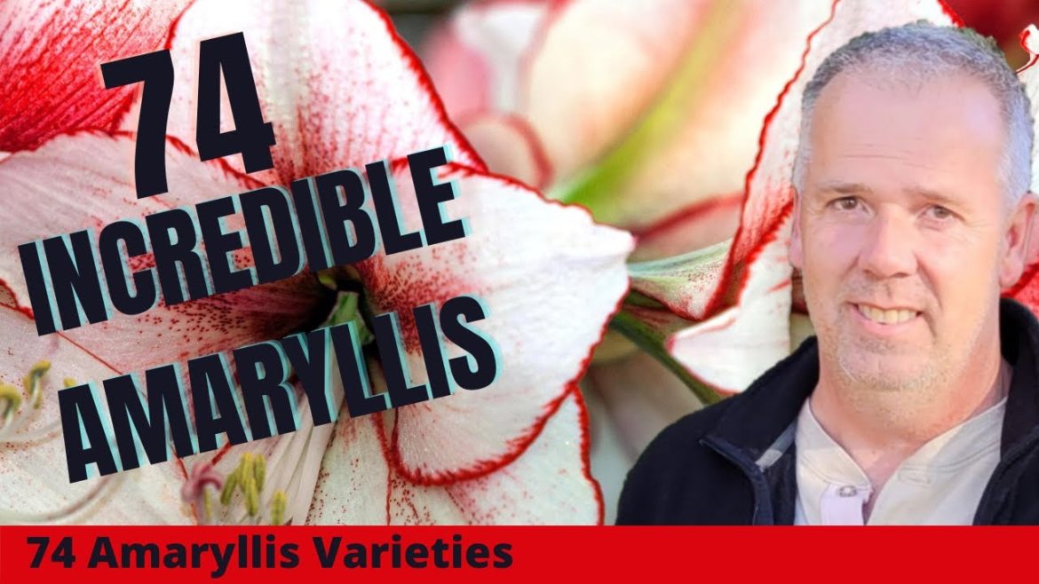 74 Incredible Amaryllis Flowers